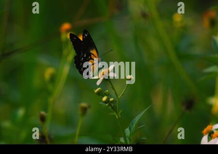 farfalla con una combinazione di nero, bianco e giallo. farfalla in cerca di nettare. Foto Stock