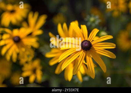 Fiori - Rudbeckia fulgida o Goldsturm in piena fioritura nel giardino. Foto Stock