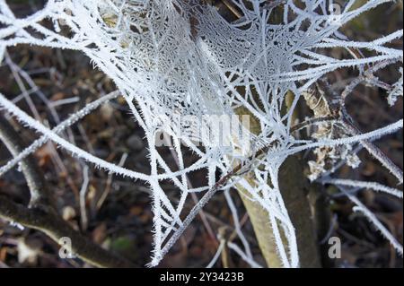 ragnatela gelata sull'albero in inverno Foto Stock