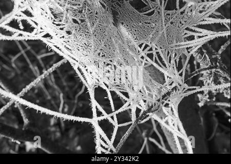 ragnatela gelata sull'albero in inverno in bianco e nero Foto Stock