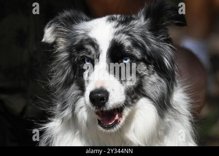 Testa di collie a bordo bianco e nero con occhi blu dal davanti Foto Stock