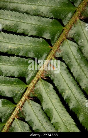 Primo piano della felce spada di legno e delle sue radici avventurose. Questa felce proveniva dalla foresta pluviale di Quinault nel parco nazionale olimpico Foto Stock