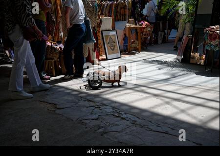 Un dachshund in una sedia a rotelle attraversa l'area del mercato del centro culturale 8 Marvila Foto Stock