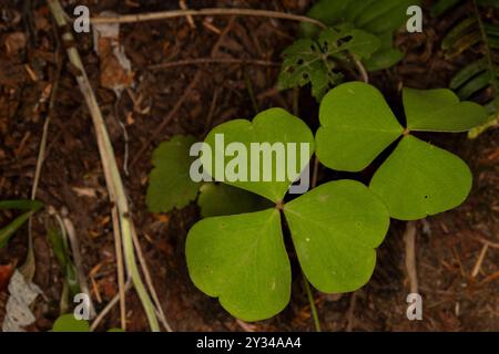 Primo piano di un Wood-Sorrel, falso shamrock, della foresta pluviale di Quinault. Questo Oxalis è anche noto come erba madre, e proprio come il trifoglio a tre foglie Foto Stock