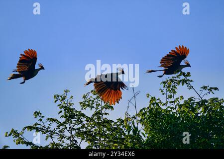 Gruppo di Hoatzin o di Coot andino (Opisthocomus hoazin) che volano sopra la foresta tropicale, alta Floresta, Amazzonia, Brasile Foto Stock