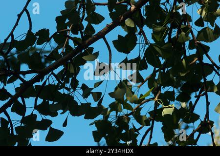 Albero di Ginkgo e foglie. Foto Stock