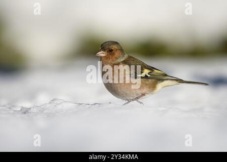Chaffinch (Fringilla coelebs), maschio, nella neve, alimentazione invernale, Oberhausen, regione della Ruhr, Renania settentrionale-Vestfalia, Germania, Europa Foto Stock