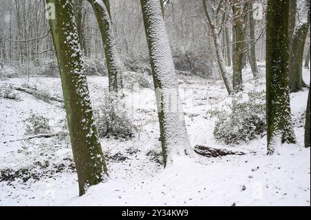 Faggeta in inverno, con neve appena caduta, Bottrop, regione della Ruhr, Renania settentrionale-Vestfalia, Germania, Europa Foto Stock