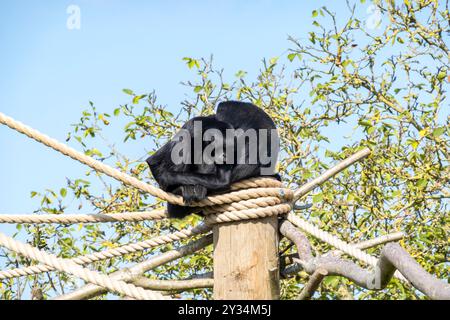 Le scimmie nere colombiane coccolano Foto Stock