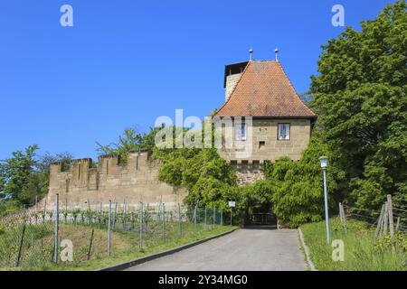 Castello di Hohenbeilstein, castello collinare, vigneti, Beilstein, distretto di Heilbronn, Baden-Wuerttemberg, Germania, Europa Foto Stock