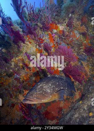 Un Dusky Grouper (Epinephelus marginatus) (Mycteroperca marginatus) in una colorata barriera corallina sott'acqua. Riserva marina del sito di immersione Port Cros, Provenza Foto Stock