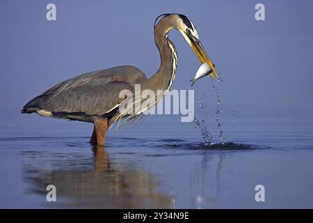 Airone canadese con preda, pesce, (Ardea herodias), ft. De Soto Park, Everglades NP, Florida, Stati Uniti, Nord America Foto Stock