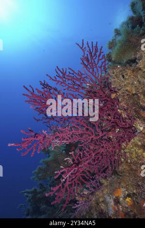 I coralli rossi, la frusta violescente (Paramuricea clavata), si estendono sotto l'acqua blu brillante. Sito di immersione nella penisola di Giens, Provenza-Alpi Costa Azzurra Foto Stock