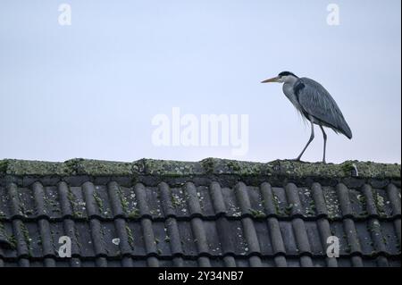 Airone grigio (Ardea cinerea), uccello adulto sul tetto di una casa, Oberhausen, regione della Ruhr, Renania settentrionale-Vestfalia, Germania, Europa Foto Stock