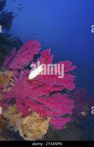 Capsula di uovo di grande squalo maculato (Scyliorhinus stellaris) attaccata alla frusta violescente (Paramuricea clavata) con polipi aperti nella Mediterra Foto Stock