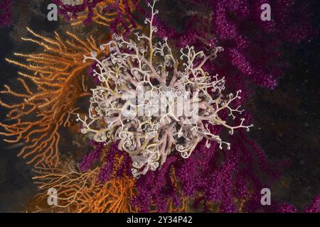 Un tripudio di colore nel Mediterraneo: Frusta violescente (Paramuricea clavata) con polipi aperti, gorgonie gialle (Eunicella cavolinii) e Mediter Foto Stock