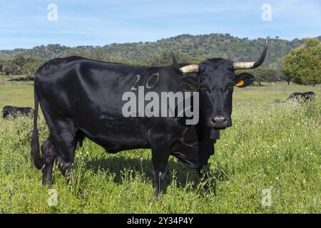 Toro nero con il marchio 120 su pascolo verde sotto un cielo blu, Estremadura, Spagna, Europa Foto Stock