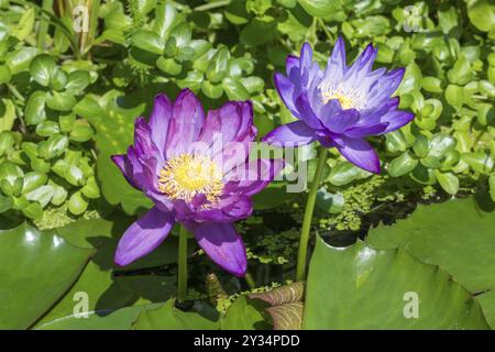 Ninfee tropicali di colore blu-viola nel laghetto del giardino, Gigantea Dark Purple, ninfee, Baden-Wuerttemberg, Germania, Europa Foto Stock