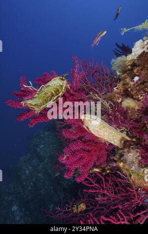 Capsula di uovo di grande squalo maculato (Scyliorhinus stellaris) attaccata alla frusta violescente (Paramuricea clavata) con polipi aperti nella Mediterra Foto Stock