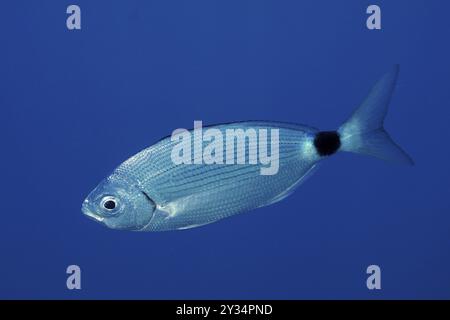 Un singolo pesce argenteo, l'orata del nastro (Oblada melanura), nuota nell'oceano blu. Sito di immersione Penisola di Giens, Provenza Alpi Costa Azzurra, Francia, Europa Foto Stock