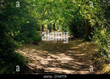 Sentiero che attraversa Pettswood, Petts Wood, Orpington, Kent, Regno Unito Foto Stock