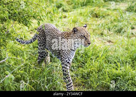 Un leopard passeggiate in foresta Samburu Park nel Kenya centrale Foto Stock