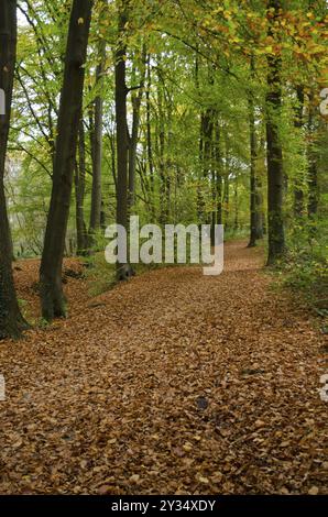 Stretto sentiero forestale nella foresta autunnale, percorso ricoperto di foglie marroni, Borken, muensterland, Germania, Europa Foto Stock