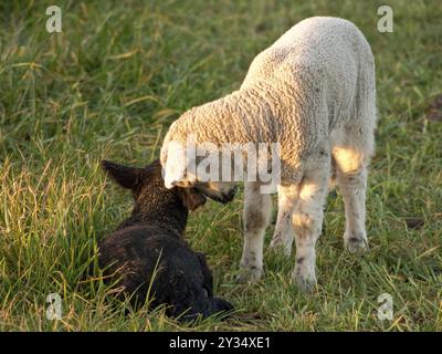 Un agnello bianco si appoggia verso un agnello nero disteso su un pascolo erboso, Borken, muensterland, Germania, Europa Foto Stock