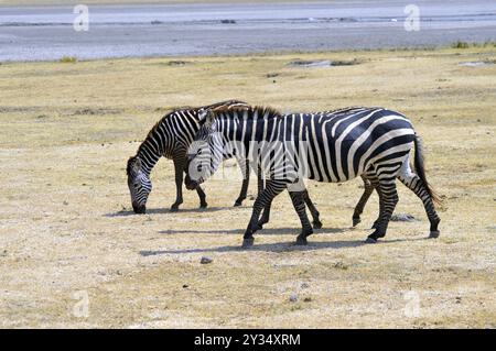 Tre zebre pascolano in un prato di un parco in Tanzania Foto Stock