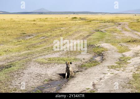 La iena prendendo un bagno di fango in Masai Mara Park nel nord ovest del Kenya Foto Stock