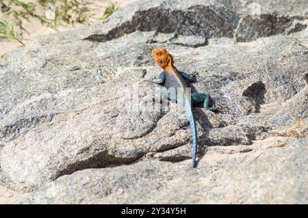Primo piano di Orange ha diretto la lucertola arcobaleno comune di Agama nel Parco nazionale dello Tsavo orientale, Kenya, Africa Foto Stock