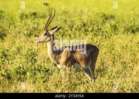 Antelope visto di profilo nella savana di Samburu Park nel Kenya centrale Foto Stock