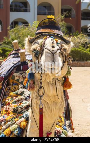 Testa di un dromedario adornata con un cappello su una spiaggia di Hurghada Egitto Foto Stock