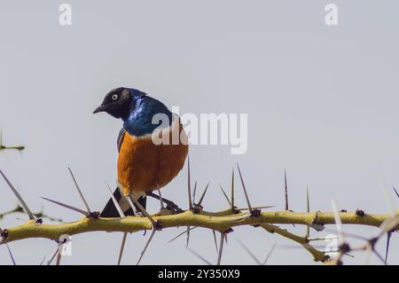 Superba Starling con naughty guarda su un ramo nella savana di Amboseli in Kenya Foto Stock