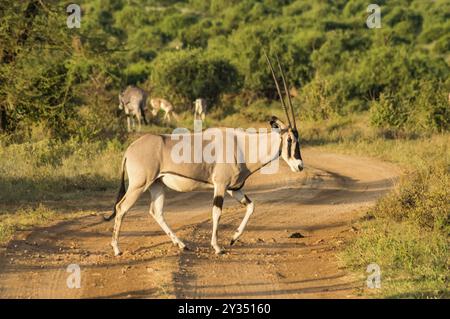 Antelope visto di profilo nella savana di Samburu Park nel Kenya centrale Foto Stock