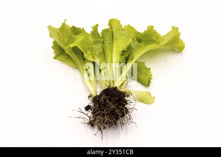 Colpi di lattuga fresca con radici, lattuga isolata su sfondo bianco Foto Stock