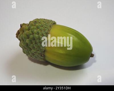 Frutti di quercia (Quercus), fondo bianco, Renania settentrionale-Vestfalia, Germania, Europa Foto Stock