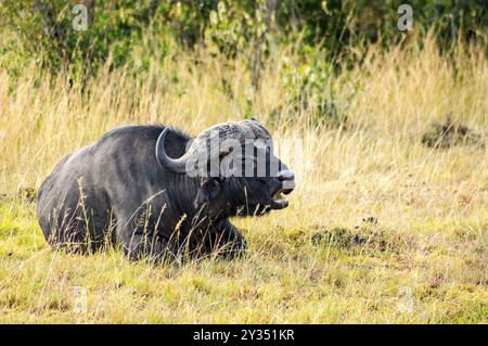 Isolate il bufalo pascolano nella savana del Masai Mara Park nel nord ovest del Kenya Foto Stock