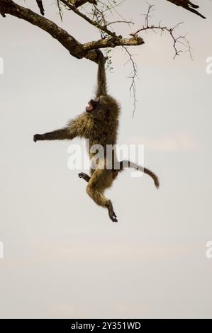 Isolato babbuino seduto su una pietra nella savana del Masai Mara Park in Kenya Foto Stock