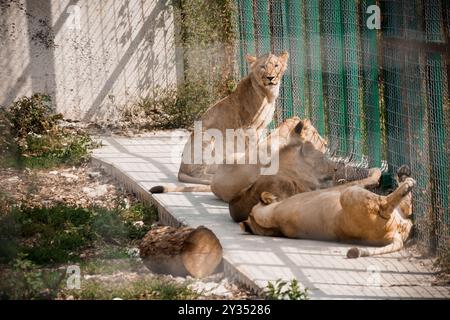 Leoni maestosi che si rilassano nel recinto dello zoo illuminato dal sole. Foto Stock