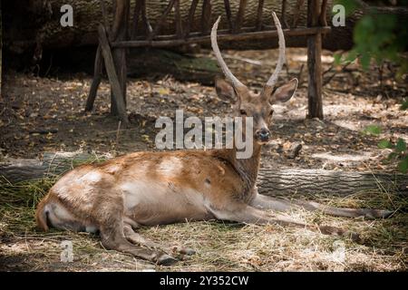 Maestoso cervo che riposa graziosamente in una radura della foresta illuminata dal sole. Foto Stock