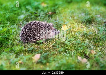 Giovane riccio (Erinaceus europaeus) nel prato in cerca di cibo per ottenere abbastanza grasso e crescere per l'inverno, copiare spazio, messa a fuoco selezionata, reparto ristretto Foto Stock
