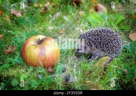 Simpatico riccio su un frutteto in cerca di lumache e lumache tra le mele cadute nell'erba, deve crescere e mangiare abbastanza riserve di grasso per l'ibernazione Foto Stock