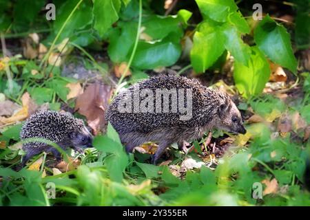 Riccio mamma con un giovane che cammina alla ricerca di cibo in un giardino naturale adatto alla fauna selvatica, messa a fuoco selezionata, stretta profondità di campo Foto Stock