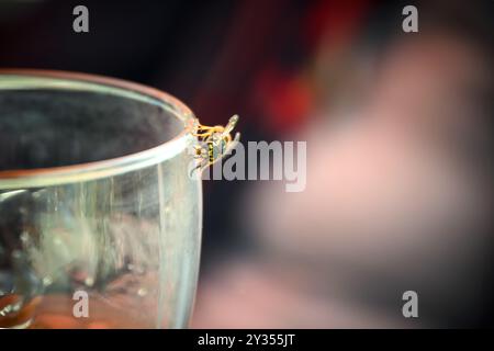 WASP (Vespula germanica) su un bicchiere da bere in una festa a fine estate, per alcune persone la puntura può portare a reazioni allergiche, copia spazio, selezionato Foto Stock