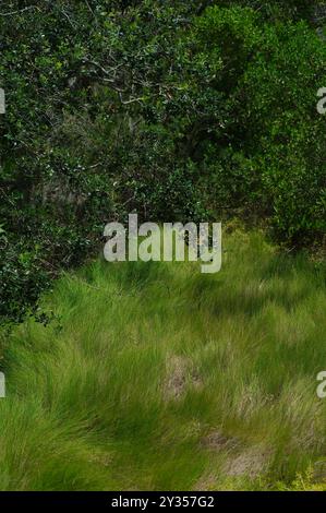 Vista verticale alta con prato ondulato verde lucido davanti in primo piano verso alberi di mangrovie verdi brillanti. Sole luminoso sul percorso del parco naturale Foto Stock