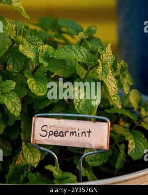 Piante di menta che crescono in vasi colorati. Foto Stock