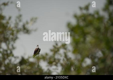 Ammira lo sfondo blu grigio del cielo di un uccello Osprey arroccato su un arto verde in alto. Il sole e l'ombra della Florida nel primo pomeriggio con il sole Foto Stock