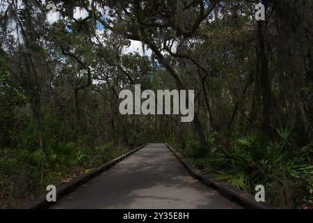 Ampia visuale delle linee principali di un sentiero in legno naturale sul lato sinistro senza corrimano. Alberi verdi su entrambi i lati del sentiero. Sole e ombra brillanti. Foto Stock