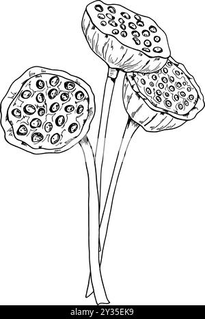 Bouquet di semi di loto. Cialde di giglio acquatico tropicale dipinte da inchiostri neri. Illustrazione botanica di fiori esotici orientali secchi Illustrazione Vettoriale